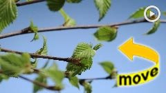 Klicken zum Abspielen des Videos